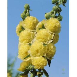 Мальва розовая Пленифлора (жёлтая)