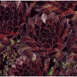 Молодило Гранат