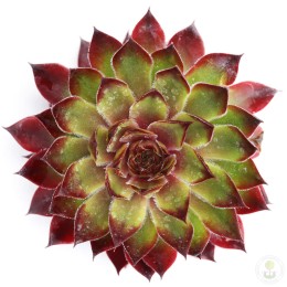 Молодило Чик Чармс Отумн Эппл