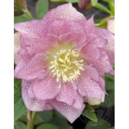 Морозник восточный Дабл Эллен Пинк