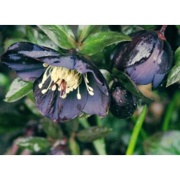 Морозник восточный Претти Эллен Пёрпл