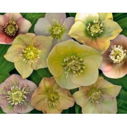 Морозник Мэджик априкот