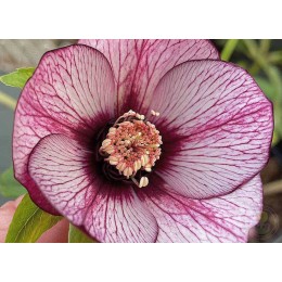 Морозник Мэджик пикоти