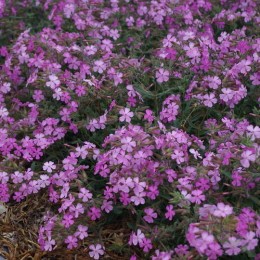 Мыльнянка лемперга Макс Фрай