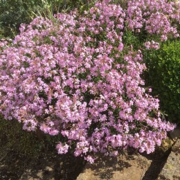 Мыльнянка лемперга Макс Фрай