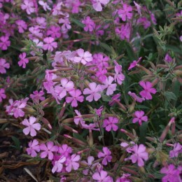 Мыльнянка лемперга Макс Фрай