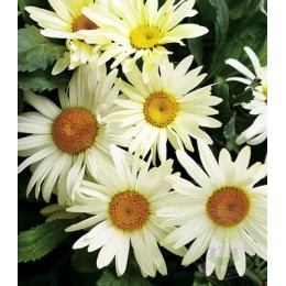 Нивяник великолепный Броадвэй Лайтс