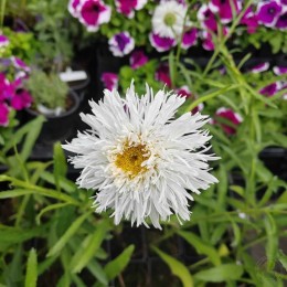 Нивяник великолепный Фиона Гогхилл