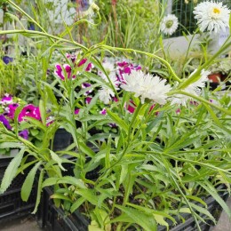 Нивяник великолепный Фиона Гогхилл