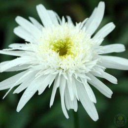 Нивяник великолепный Кристина Хагеман