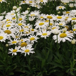 Нивяник великолепный Дварф Сноу Леди