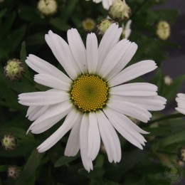 Нивяник великолепный Дварф Сноу Леди