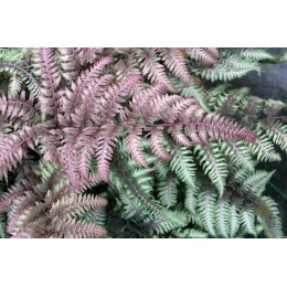 Кочедыжник ниппонский Бургунди Лэйс