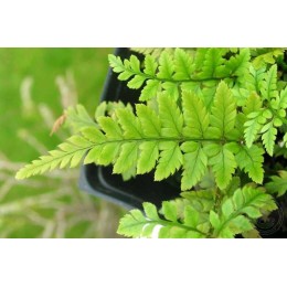 Многорядник цус-сминский