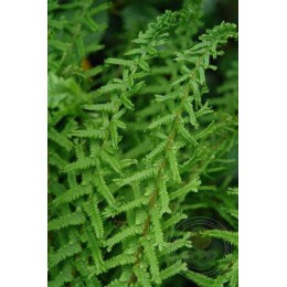 Кочедыжник женский Виктории