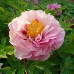 Пион Цхай Цзю