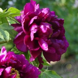 Пион Дао Да Чхэнь