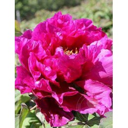 Пион Дао Да Чхэнь