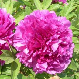 Пион Хун Чи Линь