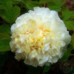 Пион Хуан Цуй Юй / Золотой изумруд