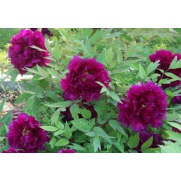 Пион Хуан Цзя Мэнь