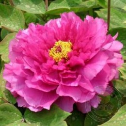 Пион Цзинь Пао Хун / Красная парча