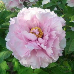 Пион Цин Тхень Фэнь