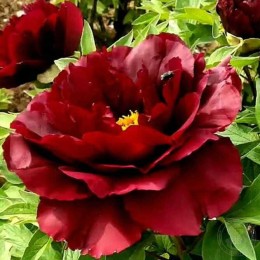 Пион Сао Мо Лен