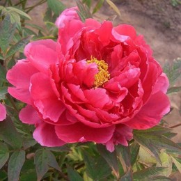 Пион Тай Янь