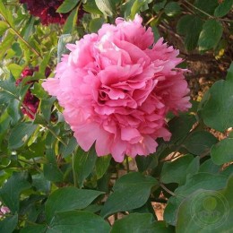 Пион Сянь Тао