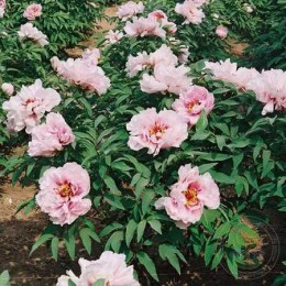 Пион Юй Мень Тао Хуа