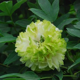 Пион Лу Му Йинг Ю / Зелёный нефрит