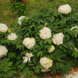 Пион Лу Му Йинг Ю / Зелёный нефрит