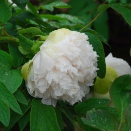 Пион Лу Му Йинг Ю / Зелёный нефрит