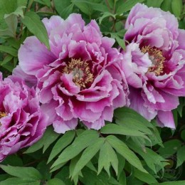 Пион Каматанишики