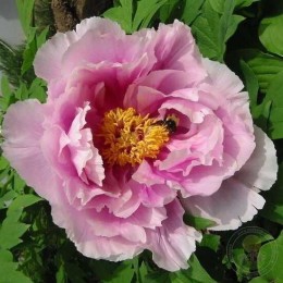 Пион Каматанишики