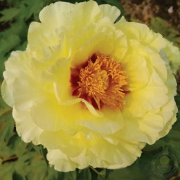 Пион Хуанг Гуан / Йеллоу Краун