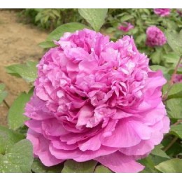 Пион Орнамент