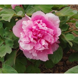 Пион Орнамент