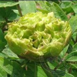 Пион Зеленые Бобы