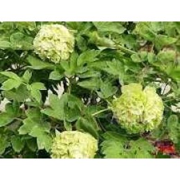 Пион Зеленые Бобы