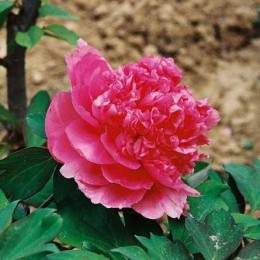 Пион Гигант из Хемозы