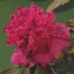 Пион Фиолетовый Лотос