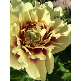 Пион Хидден Треже