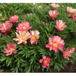 Пион Джулия Роуз