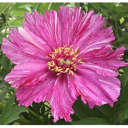 Пион Монинг Лилак