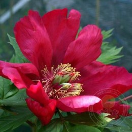 Пион Скарлет Хевен