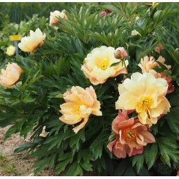 Пион Сингин ин зе Рейн