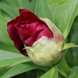 Пион Сонома Вельвет Руби