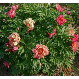 Пион Мэджикал Мистери Тур